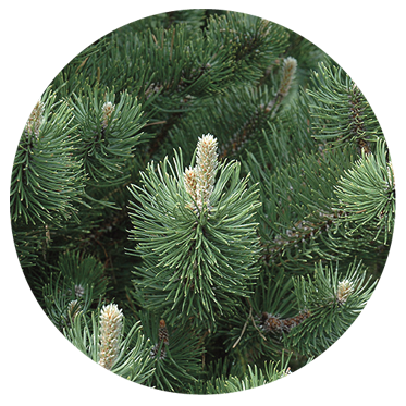 Austrian Pine