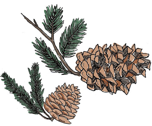 Hand-drawn pinecones