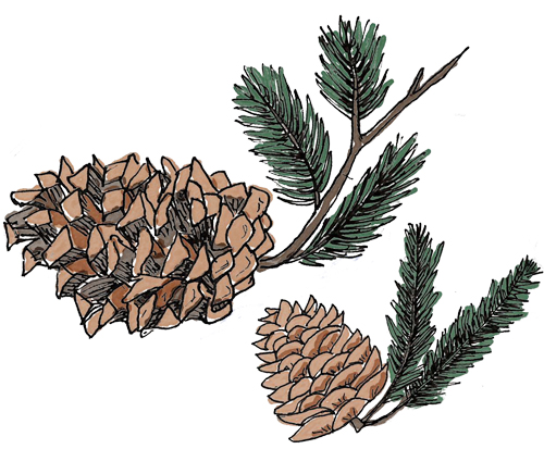Hand-drawn pinecones